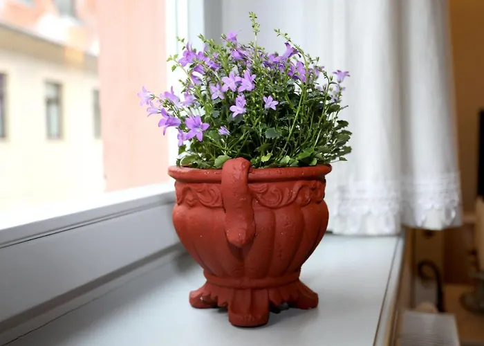 Am Markt 16, Bandusch-szemak * Pirna